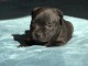 chiot Staff disponible 
