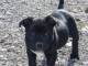 chiot Staff disponible 