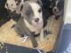 chiot staffie à donner mâle et femelle 