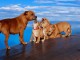 chiot staffie pour adoption 