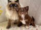 chiot chihuahua femelle disponible 
