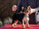 Adoption chiot York disponible 