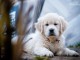 Chiots et jeunes chiens Golden Retriever à vendre