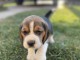 Chiot femelle Beagle à vendre