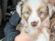 Adoption chiot bichon maltais disponible 