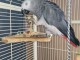 Perroquet gris Gabon disponible pour adoption 