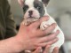 chiot bouledogue français à donner 
