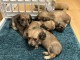 Adorable chiot teckel disponible 