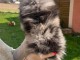 Magnifique chiot spitz nain femelle 