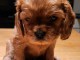 Chiot cavalier king charle femelle à donner 