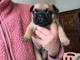 je donner chiot bouledogue français 
