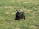 Adoption chiot bouledogue français 