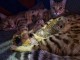 chatons Bengal disponible pour adoption 