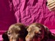 Chiot teckel disponible pour adoption 