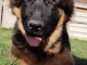 chiot berger allemand à donner 