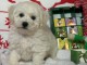 Adoption chiot bichon frisé 