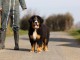 Chiot bouvier bernois à adopter 