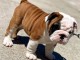 Dons chiot bulldog anglais 