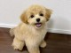 chiot cockapoo pour adoption 
