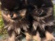 Adoption chiot spitz nain disponible 