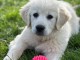 chiot golden retriever mâle à donner 