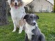 Adoption chiot berger australien 