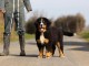 chiot bouvier bernois pour adoption 