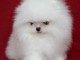 chiot spitz allemand disponible 