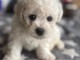 chiot bichon frisé à donner 
