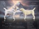 Chiots Berger d