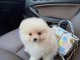 Je donner chiot spitz allemand 