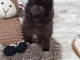 chiot spitz nain LOF 