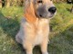 Adoption chiot golden retriever 