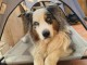 chiot berger australien disponible 
