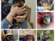 Chiot Yorkshire terrier disponible 