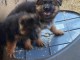 Magnifique chiot berger allemand disponible 