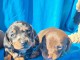 Chiot teckel disponible pour adoption 