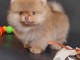 Je donne chiot spitz nain disponible 