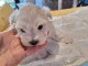 chiot bichon maltais disponible 