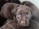 chiot labrador retriever à donner 