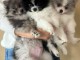 Adorable chiot spitz allemand lof