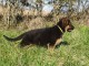 Chiot berger allemand disponible 