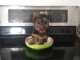 chiot York disponible pour adoption 