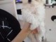 Chiot bichon maltais à adopter 