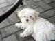 chiot bichon maltais mâle a donner 