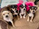 Magnifique chiot chihuahua disponible 