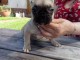 chiot bouledogue français disponible 