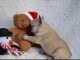 Chiot bouledogue français à donner 