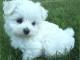 chiot bichon maltais à adopter 