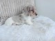 Chiot Teckel nain disponible 